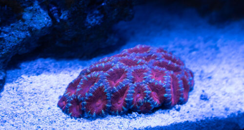 acan coral lit by AI Prime HD light